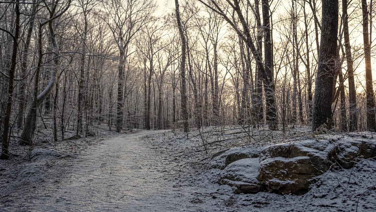 A quiet winter trail through Bowman's Hill Wildlife Preserve.